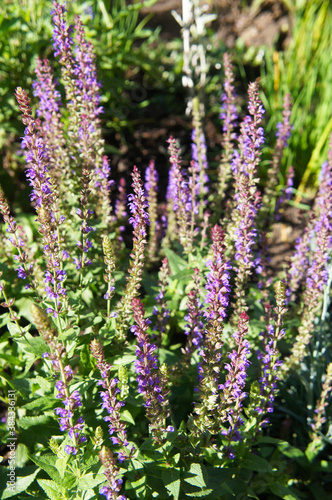 Salvia nemorosa or woodland sage purple flowers with green vertical