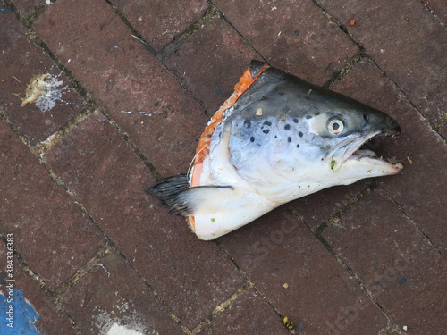 head of a salmon lfound on a street photo