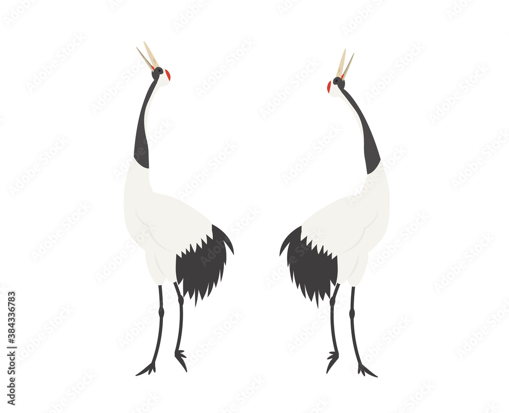 Obraz premium 鶴 タンチョウ 求愛