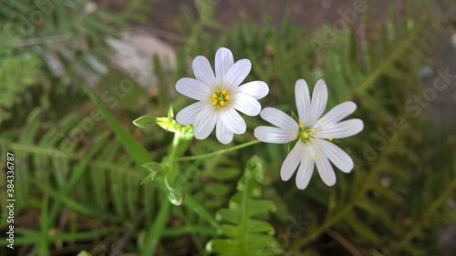 Petites fleurs blanches