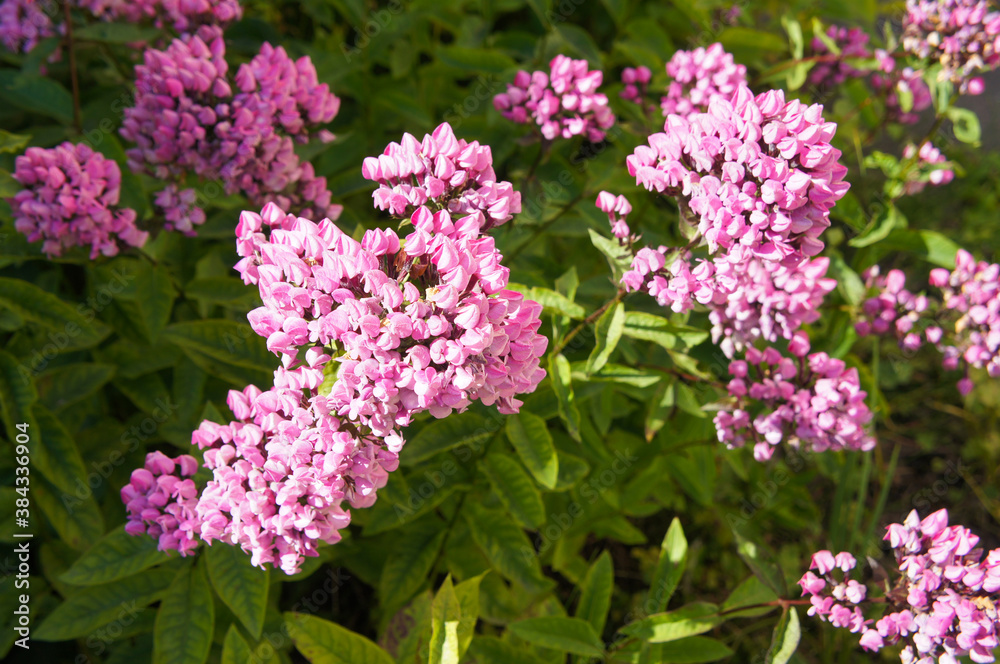 plohx butonic pink flowers in garden plohx butonic pink flowers in garden