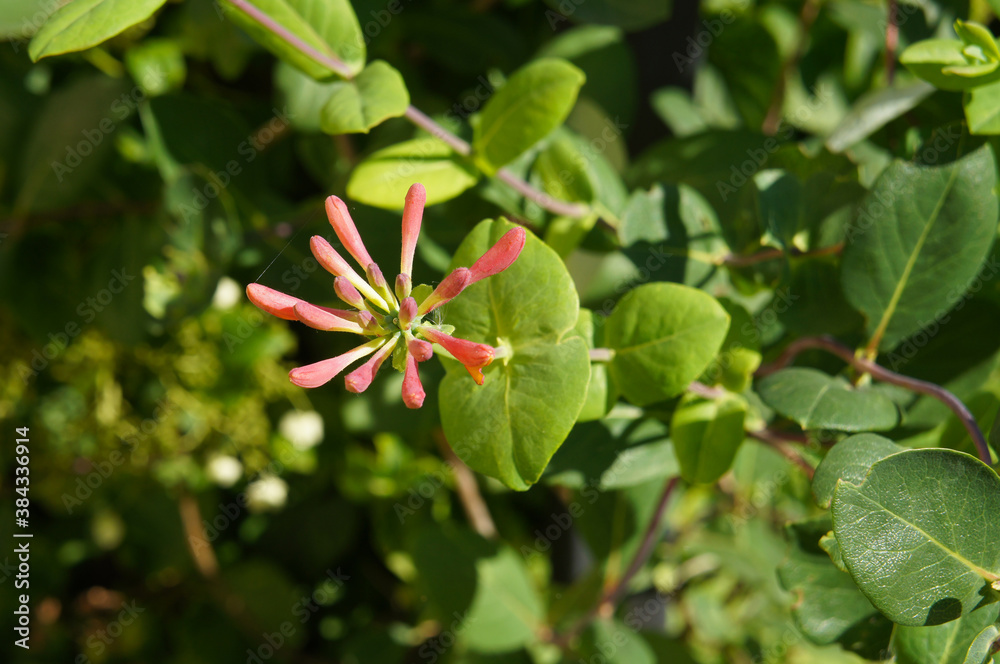 Lonicera sempervivens blanche sandman or trumpet honeysuckle plant Lonicera sempervivens blanche sandman or trumpet honeysuckle plant