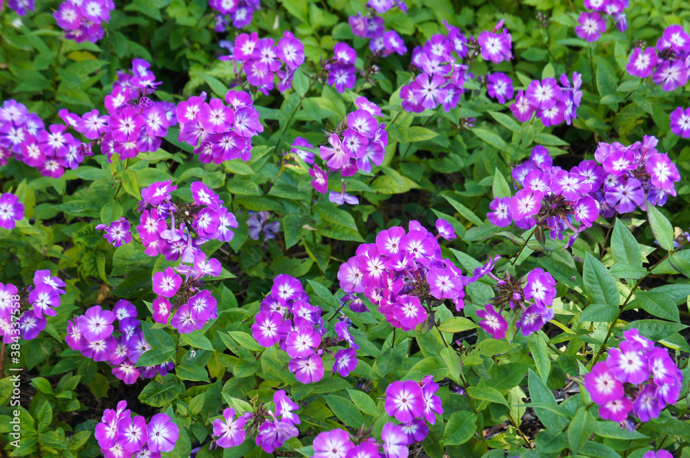 Phlox paniculata uspech purple flowers with green background