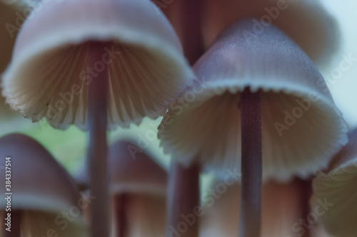 Abstract blurred background with gilled oak stump bonnet cap mushrooms macro, pale reddish brown stem and gills within caps, selective focus photo