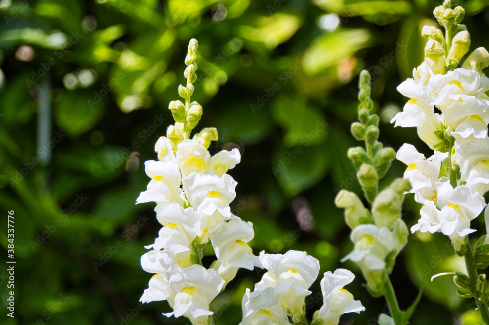 Fototapeta premium white flowers in the garden
