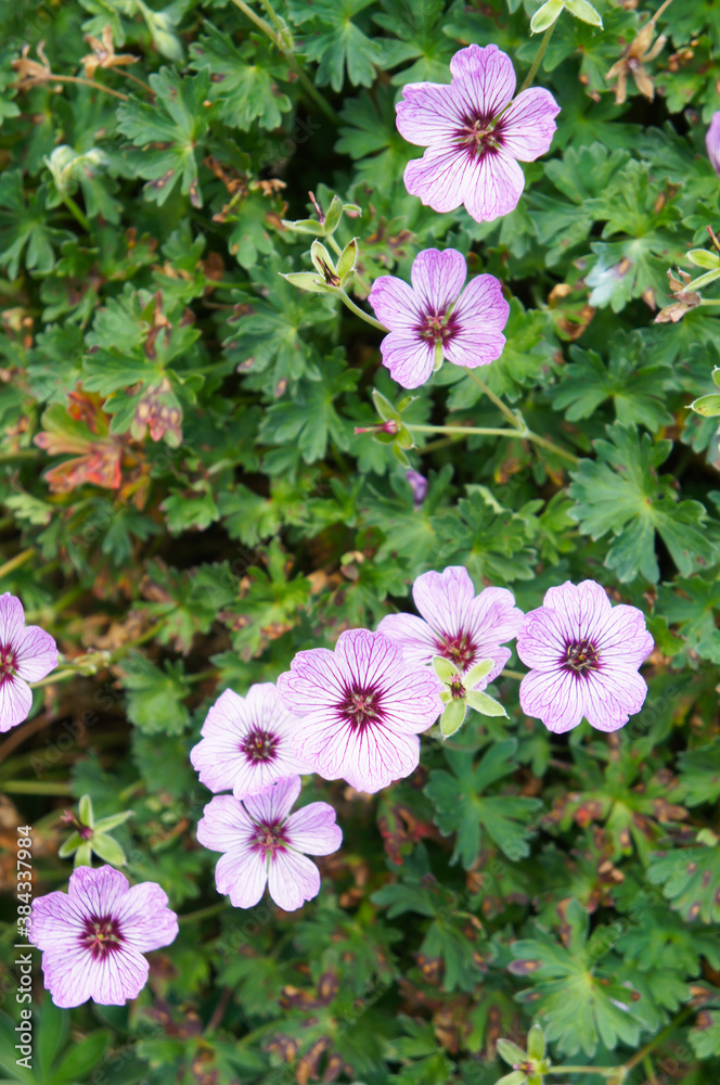 Geranium cinereum ballerina or ashy cranesbill purple flowers with green vertical Geranium cinereum ballerina or ashy cranesbill purple flowers with green vertical
