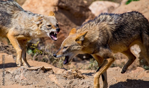 animal  mammal  wildlife  jackal  coyote  nature  carnivore  forest  beast  creature  