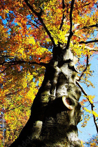 Autumn in the spa park Turcianske Teplice in Slovakia. photo