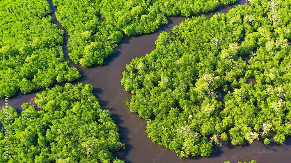 Aerial view of panoramic mangrove forest. Mangrove landscape. Mindanao, Philippines.