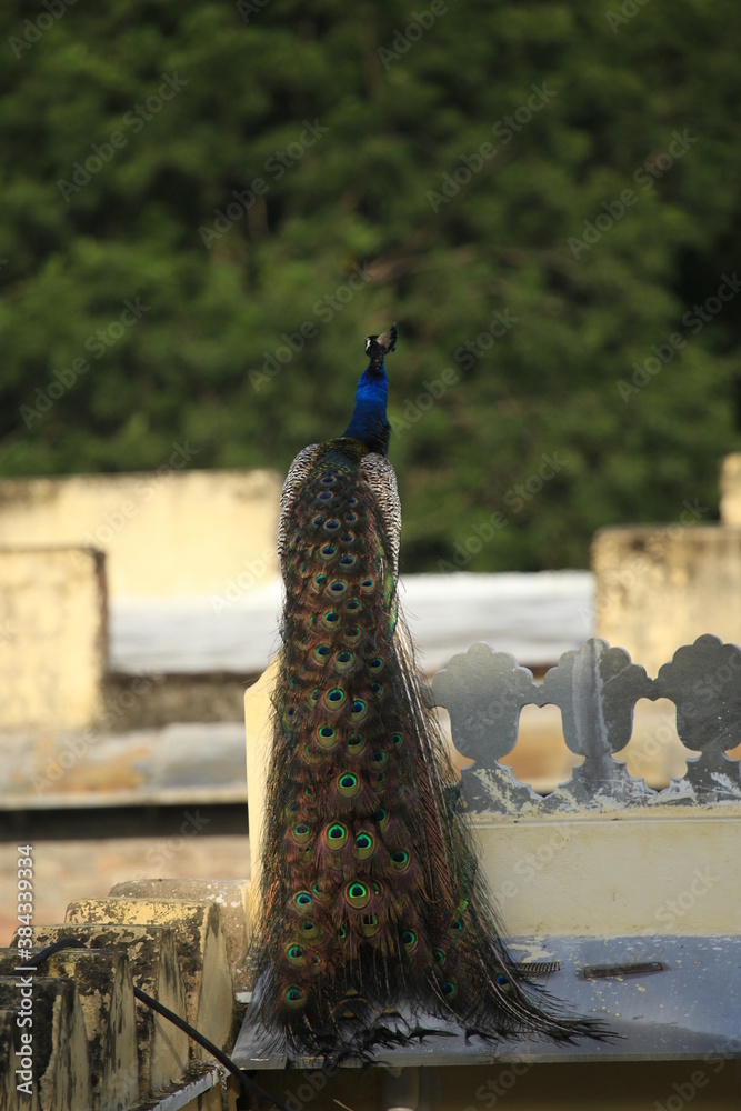 Obraz premium bird, peacock, blue, animal, peafowl nature, beautiful, green, birds, plumage, color, wild, wildlife,
