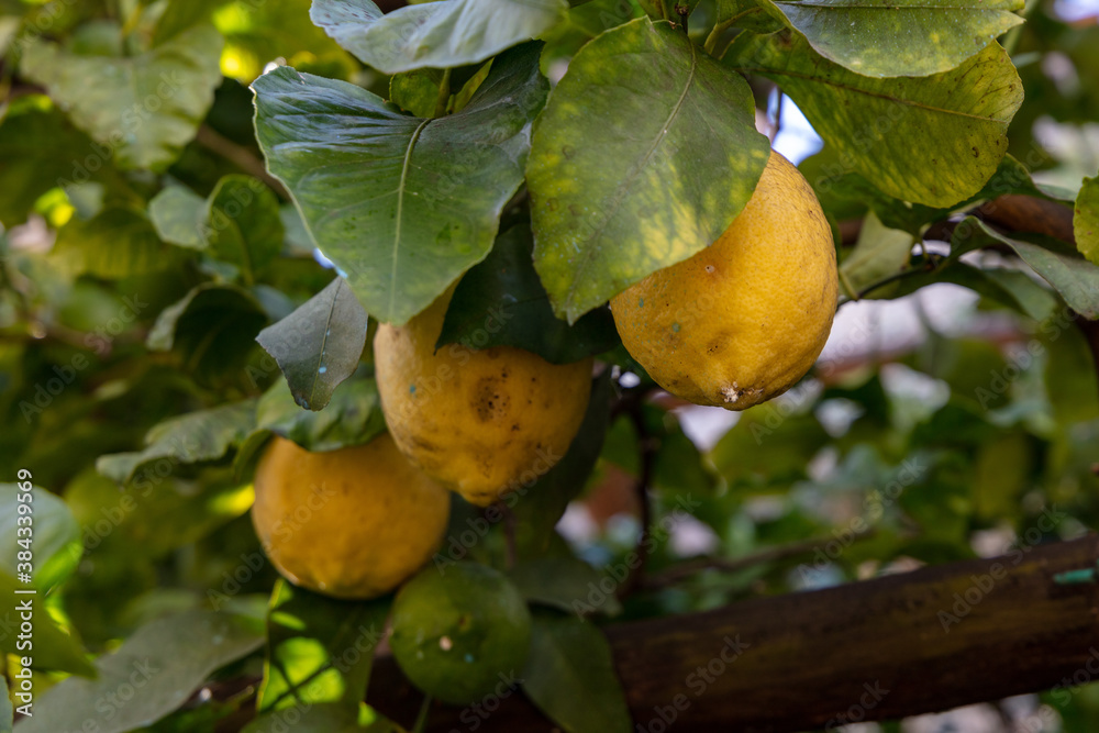 Organic grown Lemon (Citrus limon) in Italy Organic grown Lemon (Citrus limon) in Italy