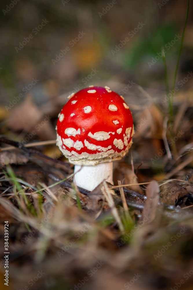 small poisonous toadstool with its loud red cap stands on the forest floor small poisonous toadstool with its loud red cap stands on the forest floor