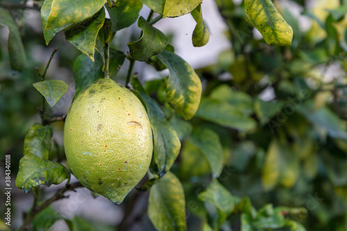 Organic grown Lemon (Citrus  limon) in Italy