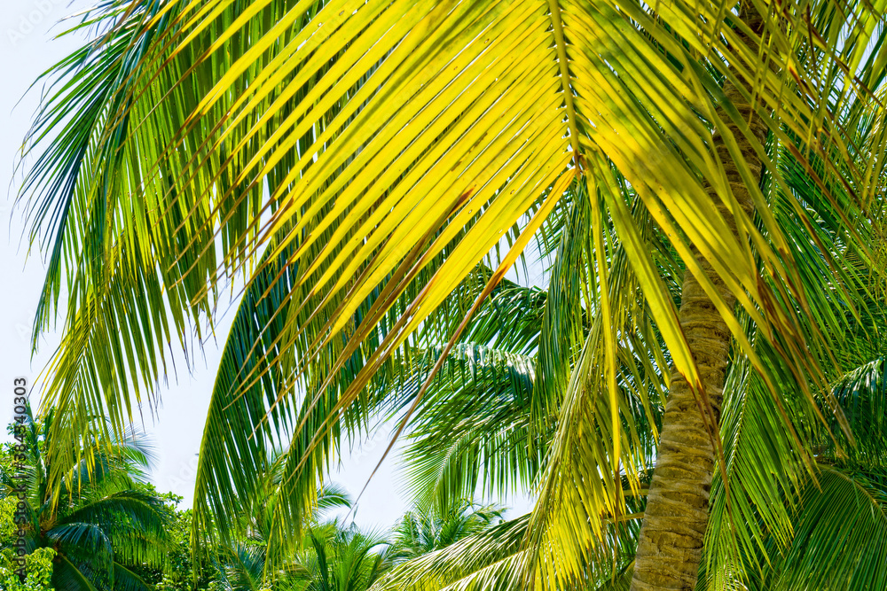 Close Up View of Tropical Palm Tree and exotic Plant on Sandy Beach Close Up View of Tropical Palm Tree and exotic Plant on Sandy Beach