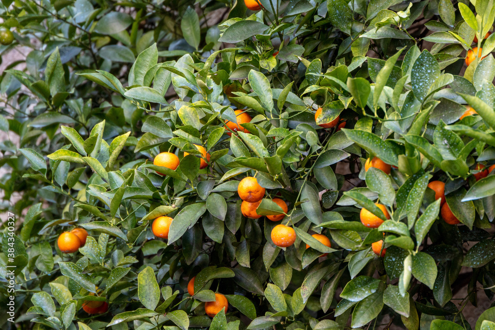 Organic grown Calamondin (Citrus mitis, Citrus madurensis) in Italy