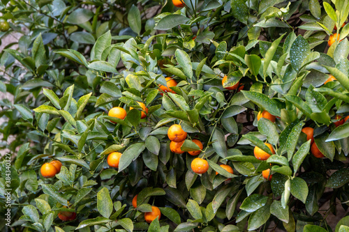 Organic grown Calamondin (Citrus mitis, Citrus madurensis) in Italy