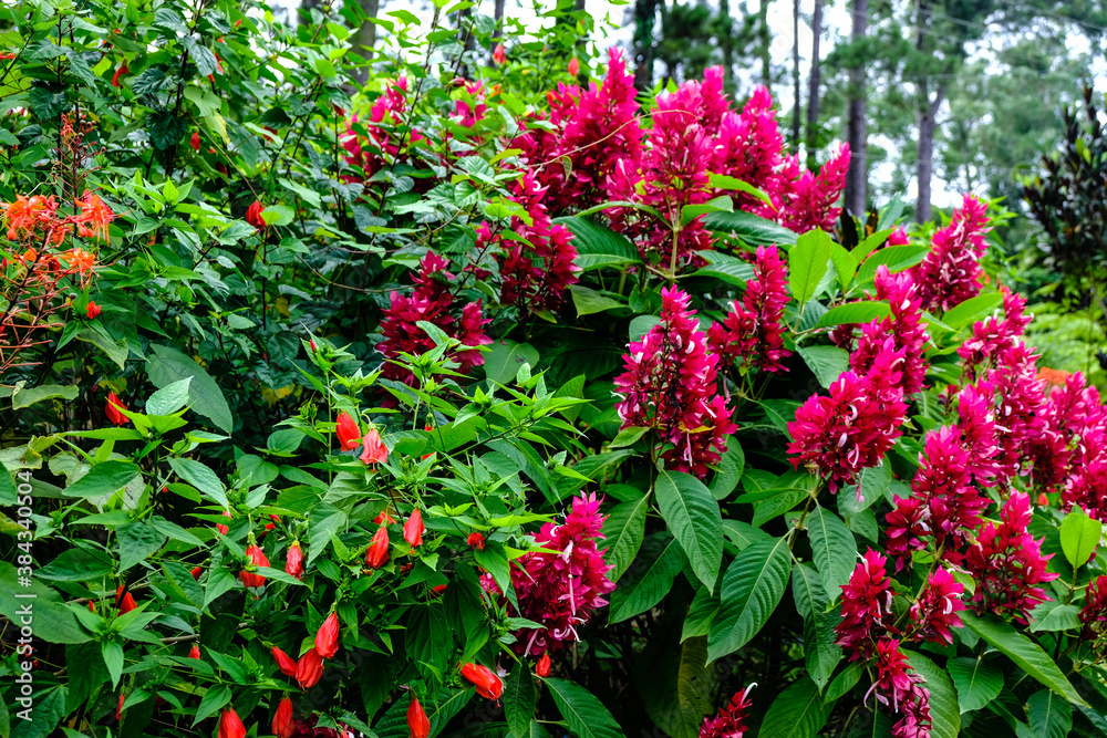Pink and red flowers on top of green bush in a forrest in cuba Pink and red flowers on top of green bush in a forrest in cuba