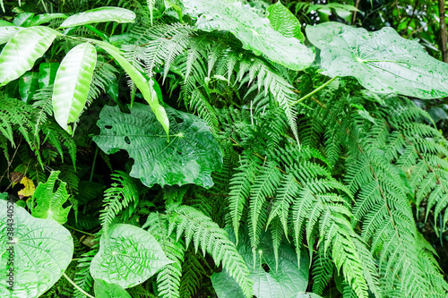 green leaves of different plant from the forrest in cuba