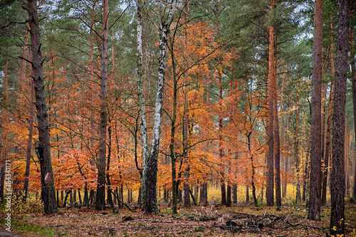 Rot leuchtender Herbstwald am Wanderweg "Lesefährte Waldweisen" im Naturpark Dahme-Heideseen (Weg zur Oberförsterei Hammer)