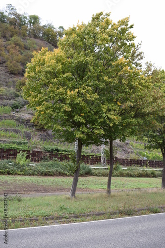 Mosel bei Niederfell photo