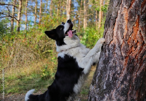 Adorable Border Collie with Tongue Out Jumps with its Paw on Tree Trunk during Sunny Autumn Day. Cute Black and White Dog in the Forest.