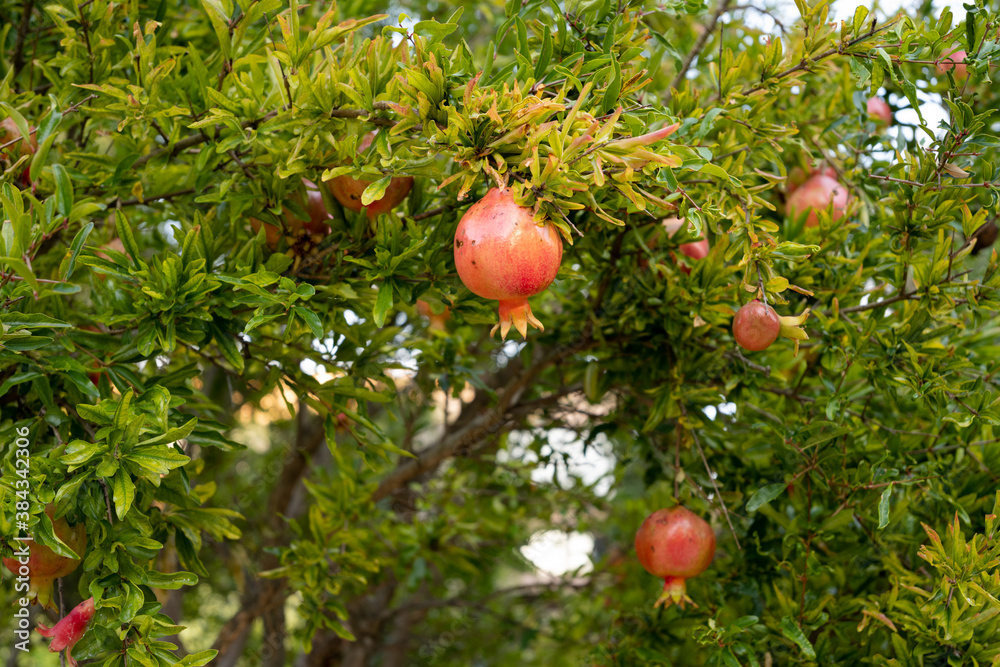 Pomegranate tree with fruits