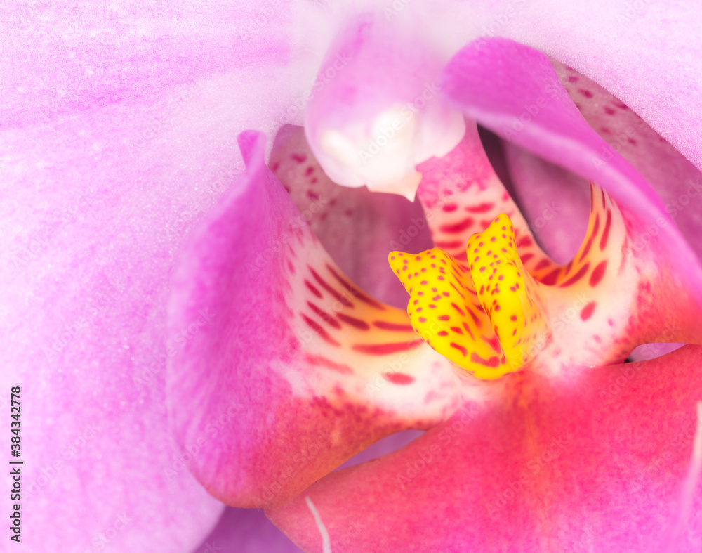 Japanese Anemone - cheerful, pink ruffled petals and centers of gleaming gold. Pink flower close up Japanese Anemone - cheerful, pink ruffled petals and centers of gleaming gold. Pink flower close up
