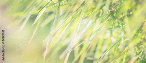 green grass flowers with dewdrops in a meadow with bokeh