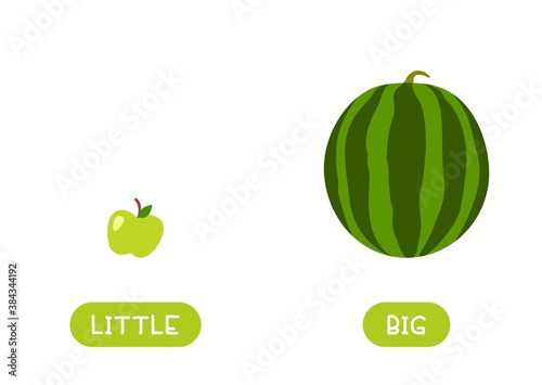 LITTLE and BIG antonyms word card vector template. Flashcard for english language learning. Opposites concept. Small apple and large watermelon.
