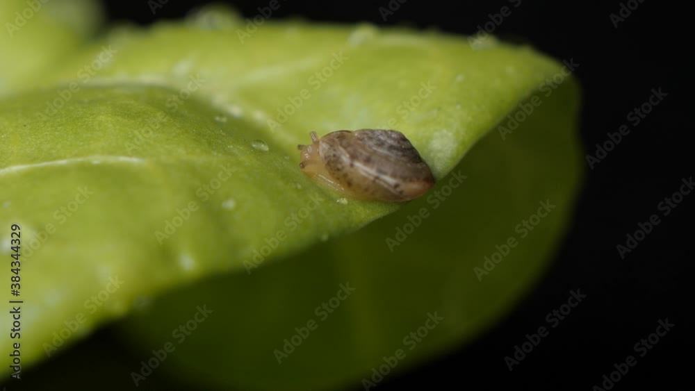 Macro view of A Small Snail With A Spiral Shell Crawling Along A Plant Leaf with black background.
Macro view of A Small Snail With A Spiral Shell Crawling Along A Plant Leaf with black background.