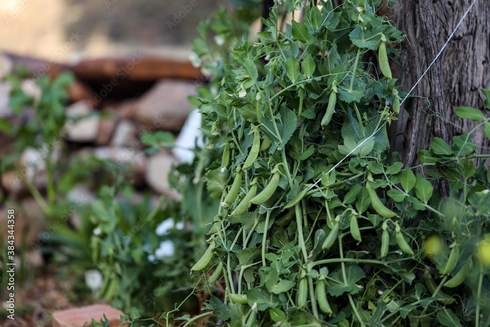 Pea plant growing in vegetable garden bearing healthy green pods Pea plant growing in vegetable garden bearing healthy green pods