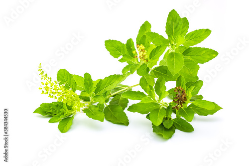 green branch and leaves of holy basil isolated on white 