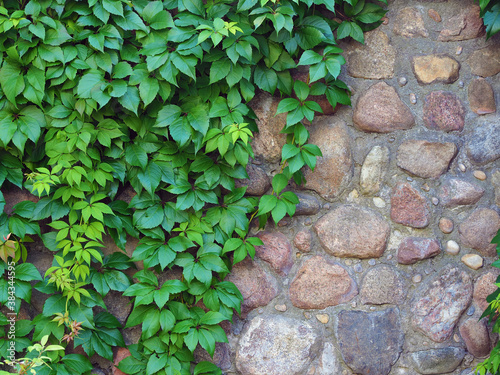 green plant on antique stone wall