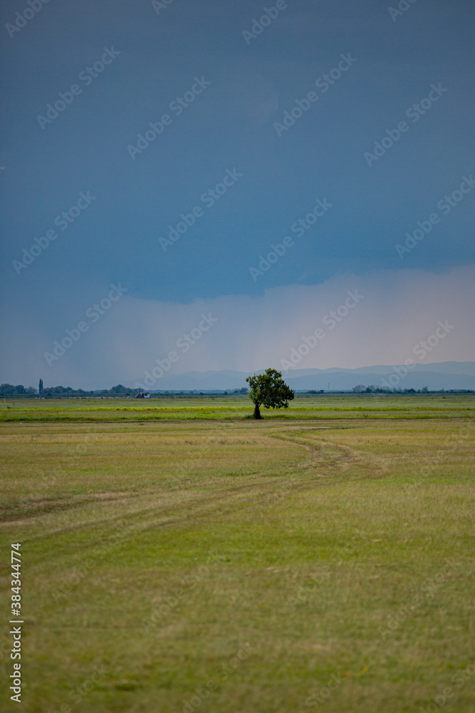 a tree in the field a tree in the field