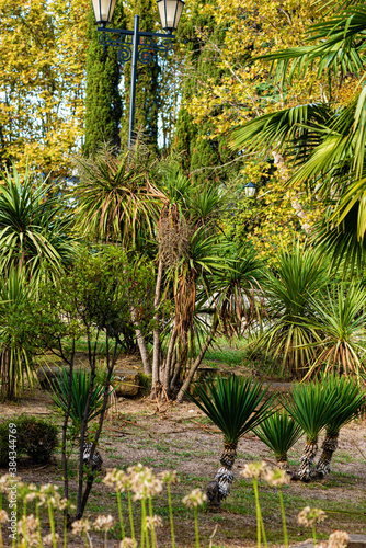 palm trees in the garden