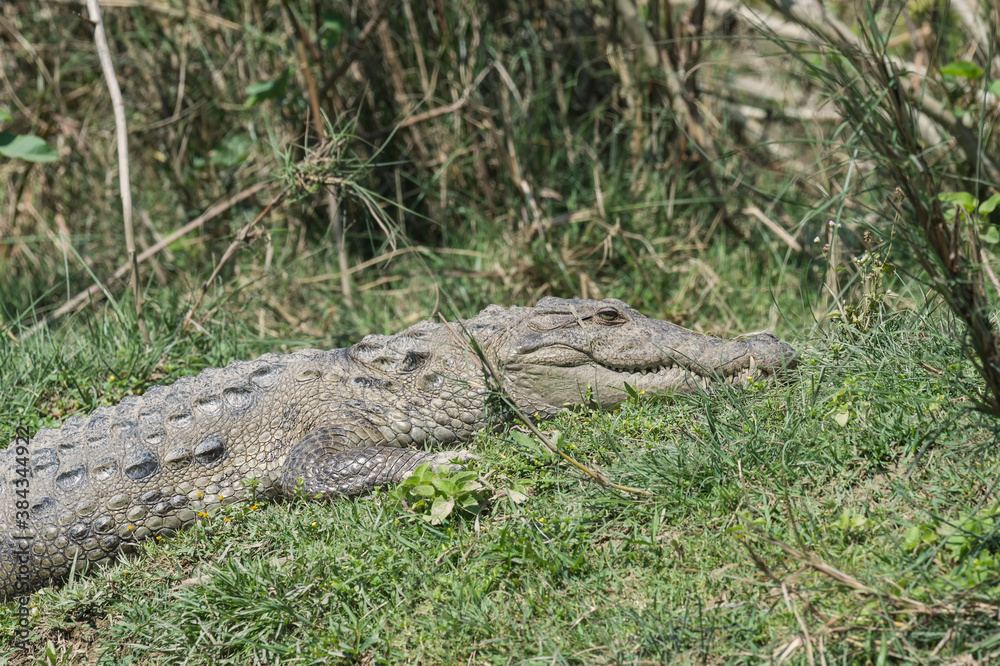 Mugger crocodile (Crocodylus palustris) or Marsh Crocodile on a riverbank, Chitwan National Park, UNESCO World Heritage Site, Nepal Mugger crocodile (Crocodylus palustris) or Marsh Crocodile on a riverbank, Chitwan National Park, UNESCO World Heritage Site, Nepal