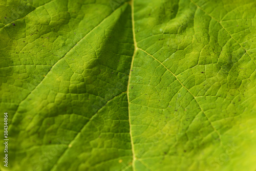 green leaf texture