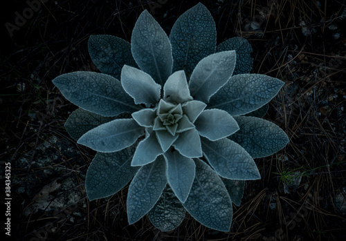 
making close-ups in the woods