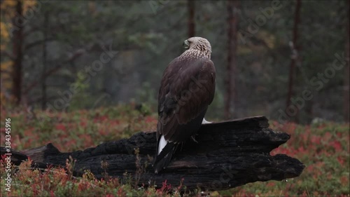 Young European raptor Golden eagle, Aquila chrysaetos sitting on a burnt tree trunk and moving its sharp beak in the middle of autumnal taiga forest in Northern Finland. 