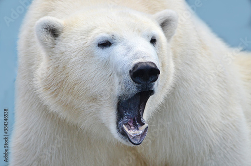 white polar bear