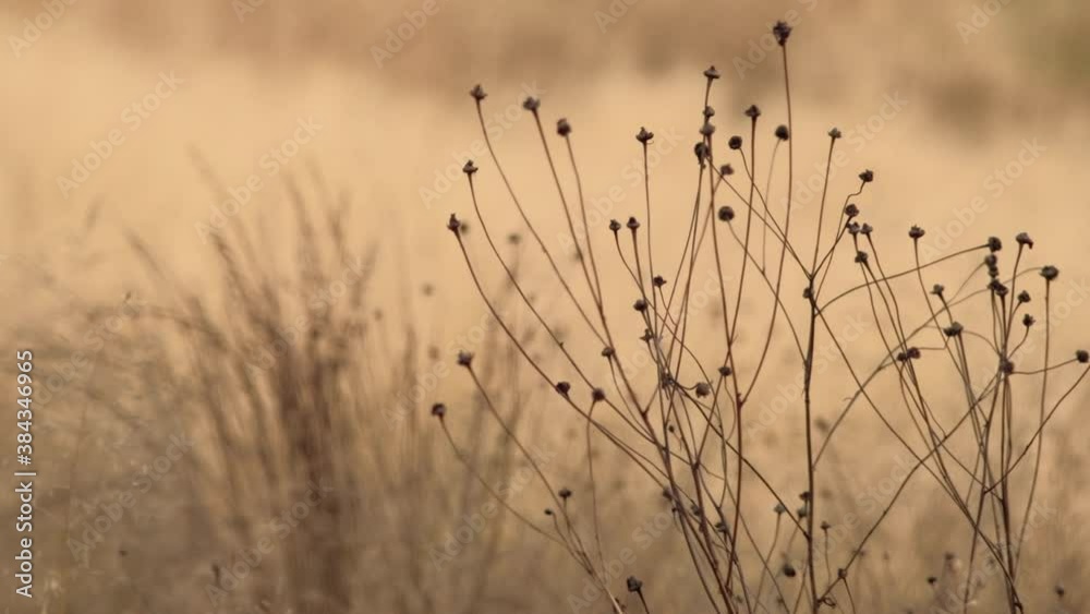 Dry flowers and long grass moving in the wind on summer sunny day. 4K resolution close up. Dry flowers and long grass moving in the wind on summer sunny day. 4K resolution close up.