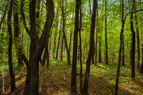 Fototapeta Naklejka Na Ścianę i Meble -  green forest in the morning