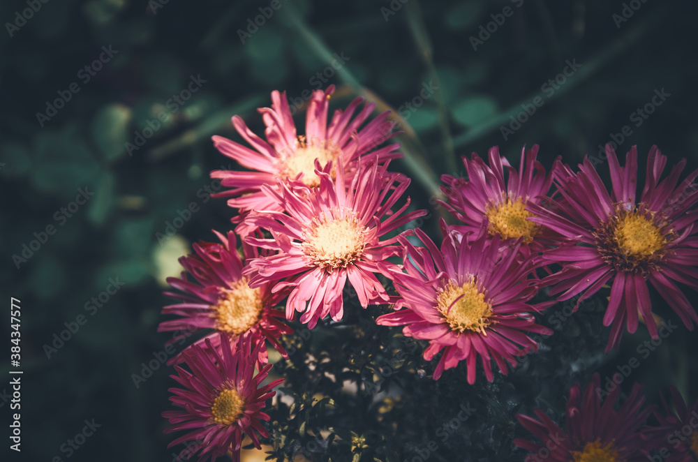 Sunny scene with red aster flowers growing in garden Sunny scene with red aster flowers growing in garden