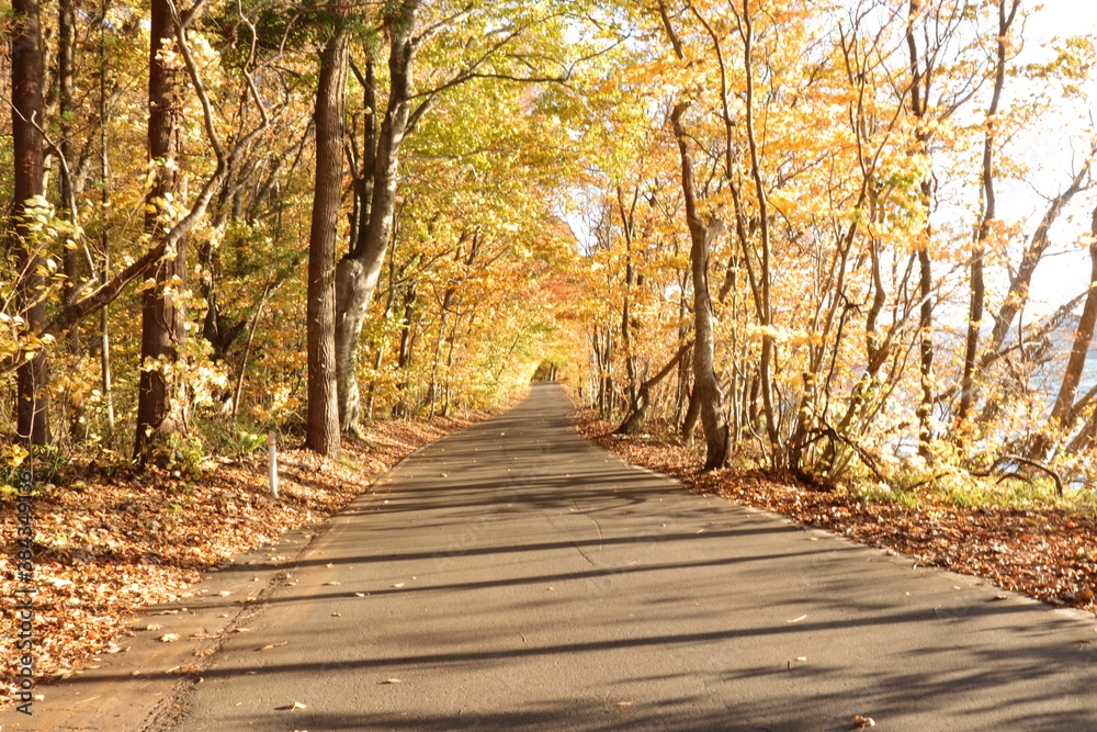 Obraz premium 秋の道