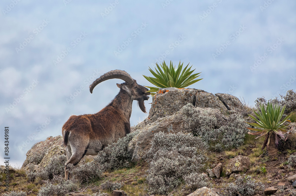 Walia Ibex (Capra walie) feeding on giant lobelia, Simien mountains national park, Amhara region, Northern Ethiopia - obrazy, fototapety, plakaty 