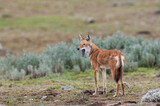 Ethiopian Wolf (Canis simensis), Bale mountains , Ethiopia