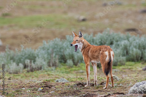 Ethiopian Wolf (Canis simensis), Bale mountains , Ethiopia
