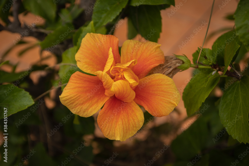orange tiger lily orange tiger lily