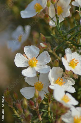 Flor en primavera