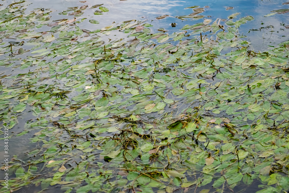 Multi-colored algae in the river don. Deciduous plants with green, maroon and brown leaves under water, near the shore, in shallow water with a sandy bottom Multi-colored algae in the river don. Deciduous plants with green, maroon and brown leaves under water, near the shore, in shallow water with a sandy bottom